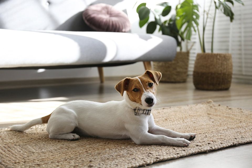 dog in living room