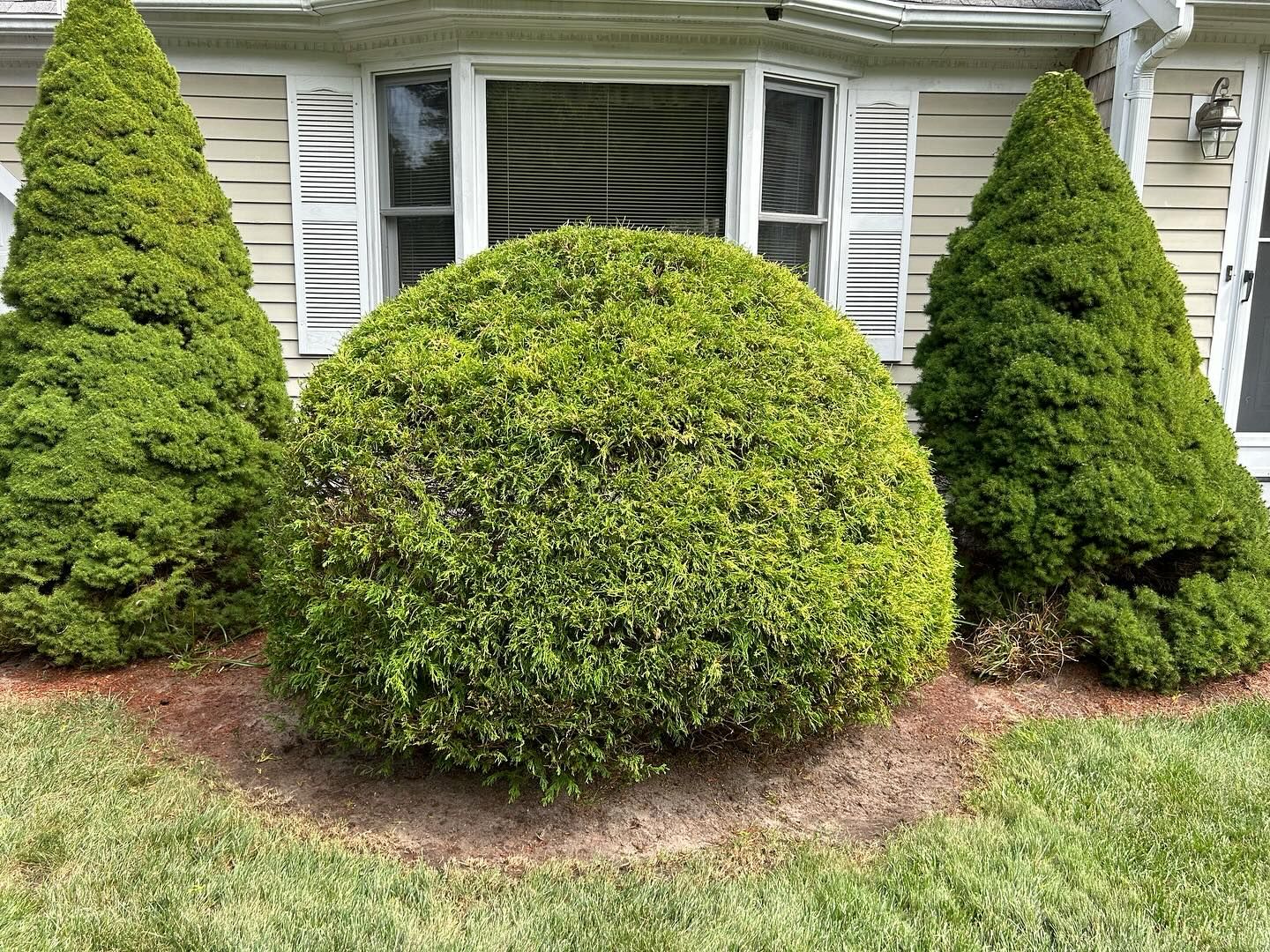 Three green shrubs in front of a house: two conical and one rounded.