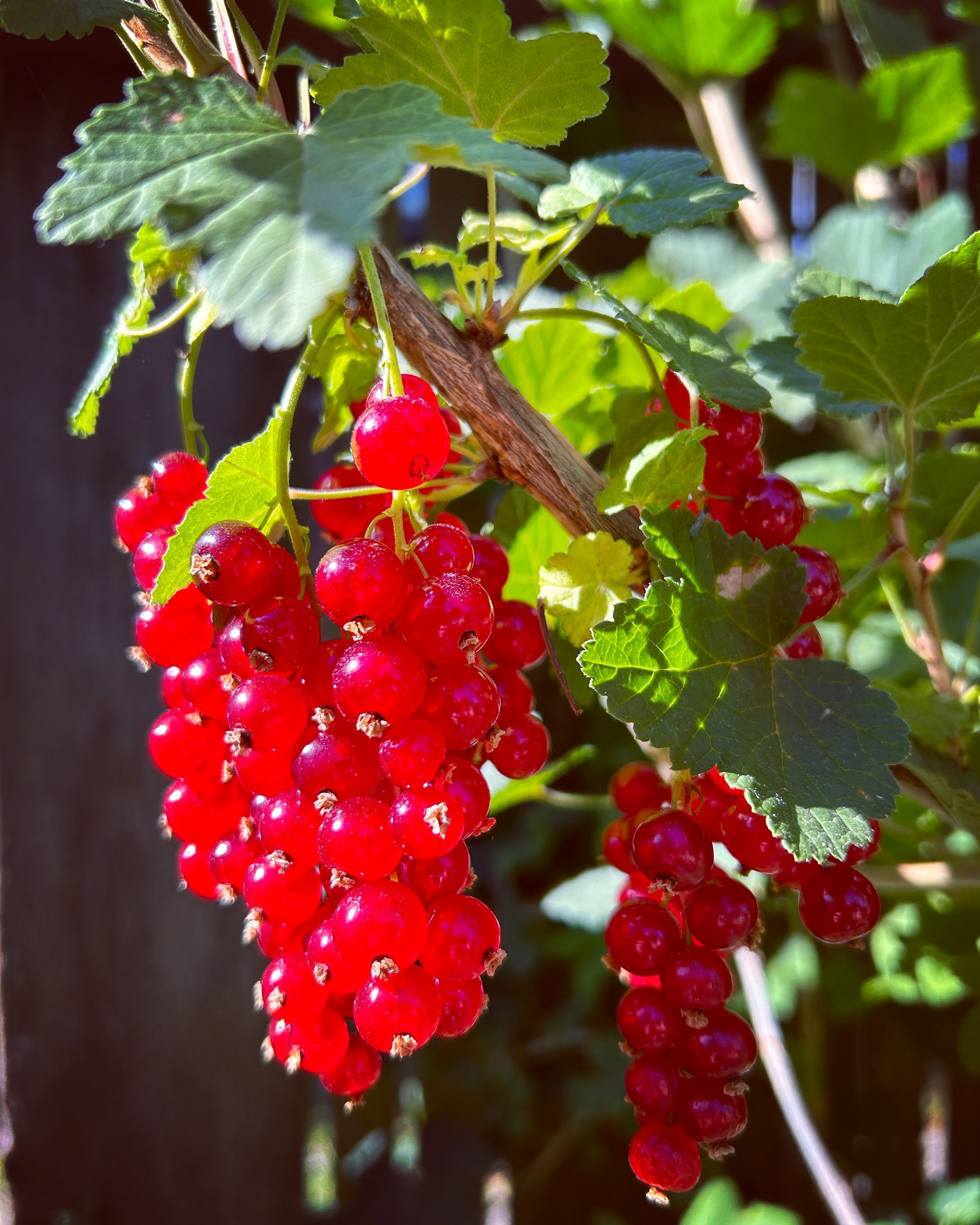 Clusters of bright red currants hanging from a leafy branch.