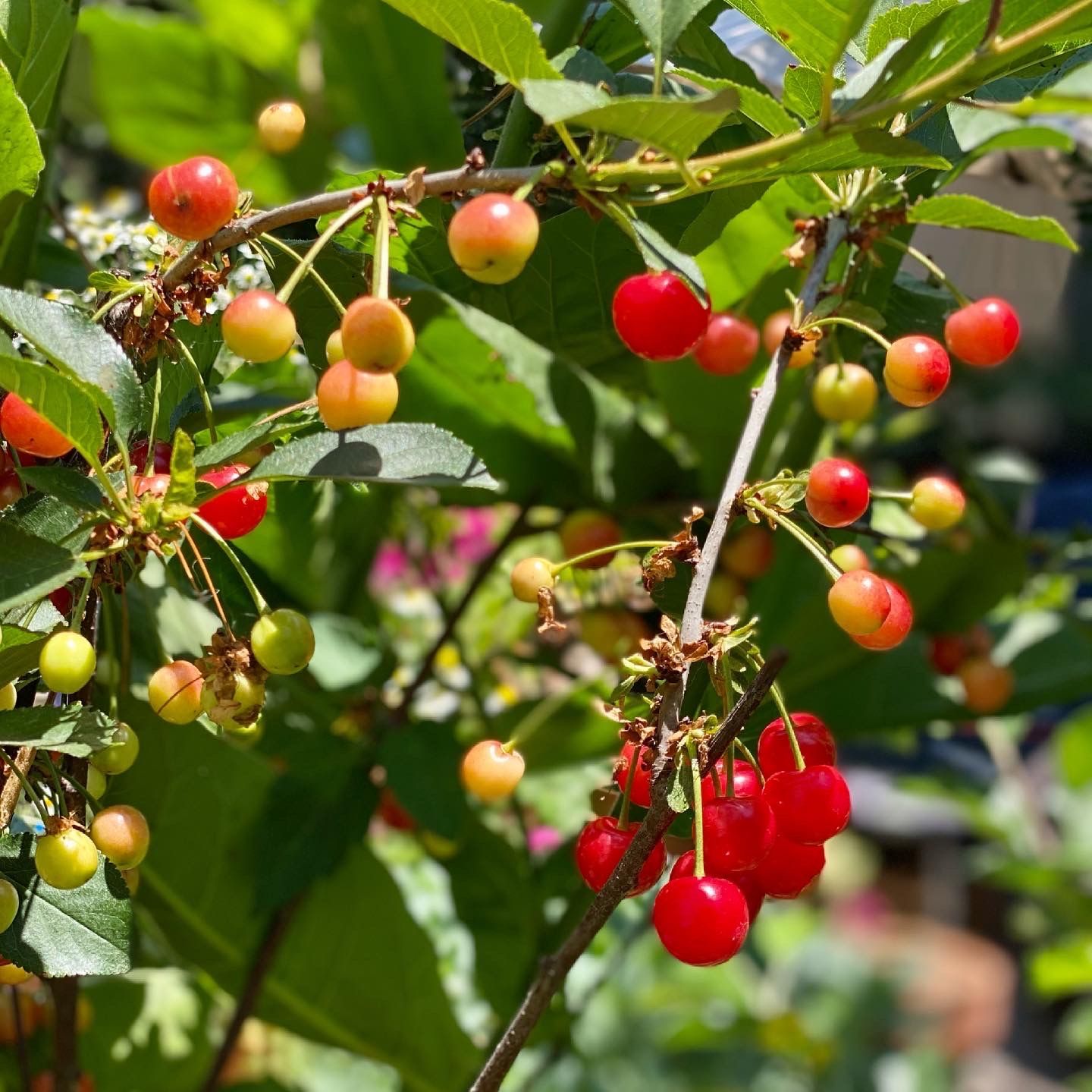 Cherry tree branch laden with red and yellow cherries, green leaves, sunny outdoors.