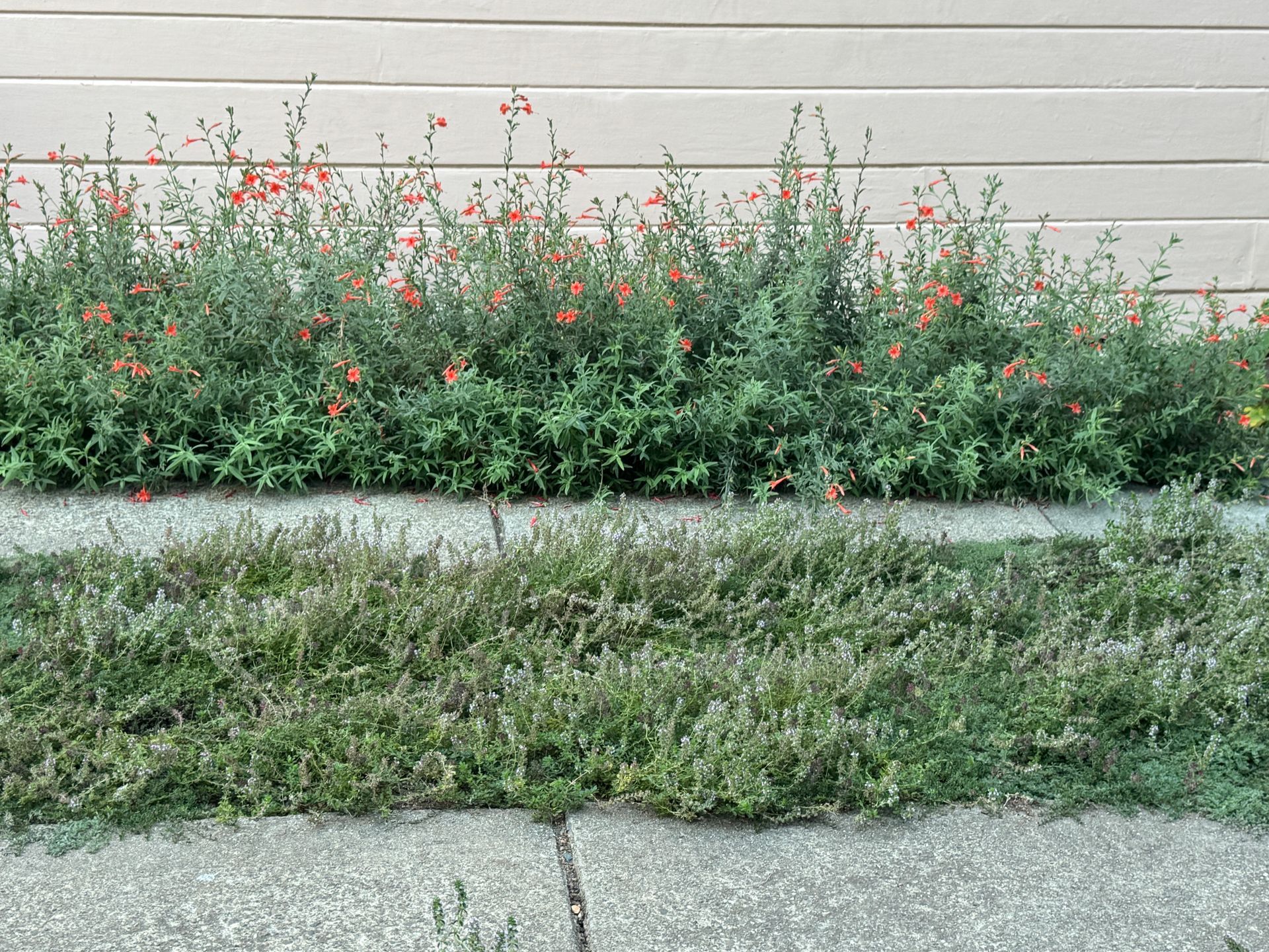 Green plants with orange flowers against a beige wall, bordered by a lower row of green plants on a concrete path.