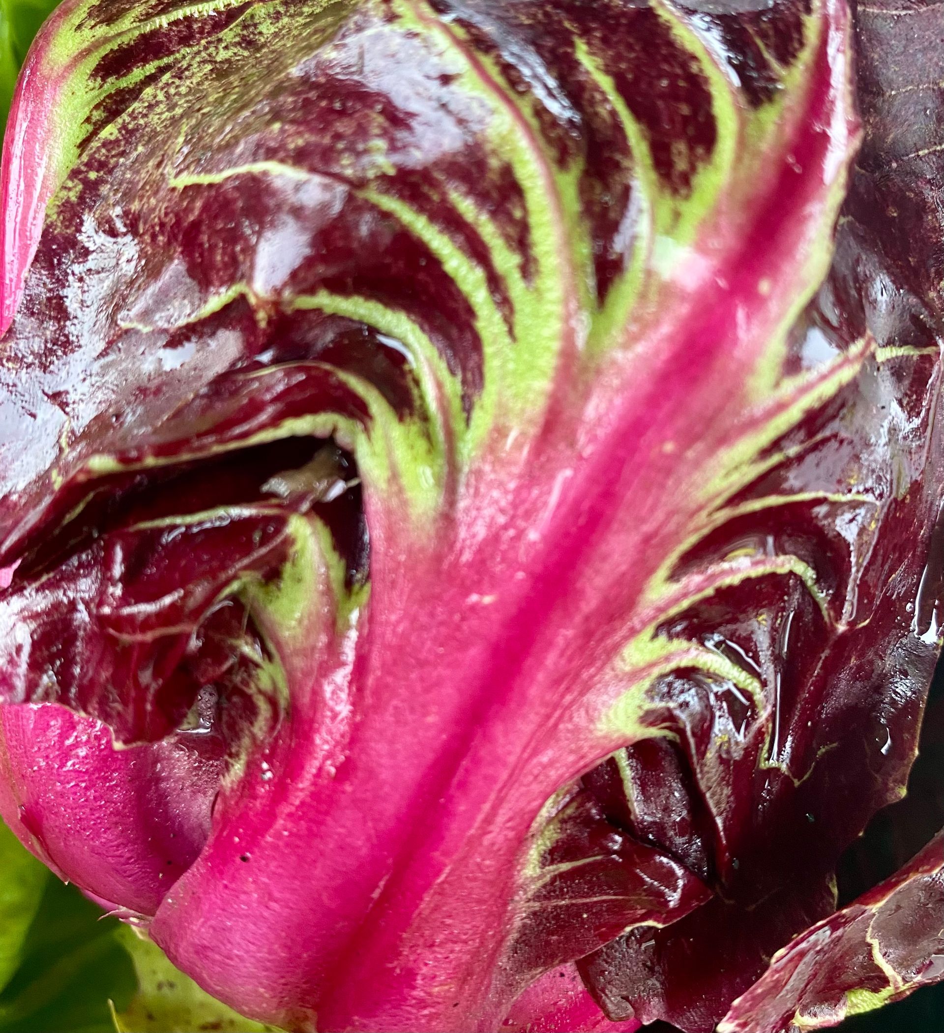 Close-up of a radicchio leaf showing deep red color with green veins.