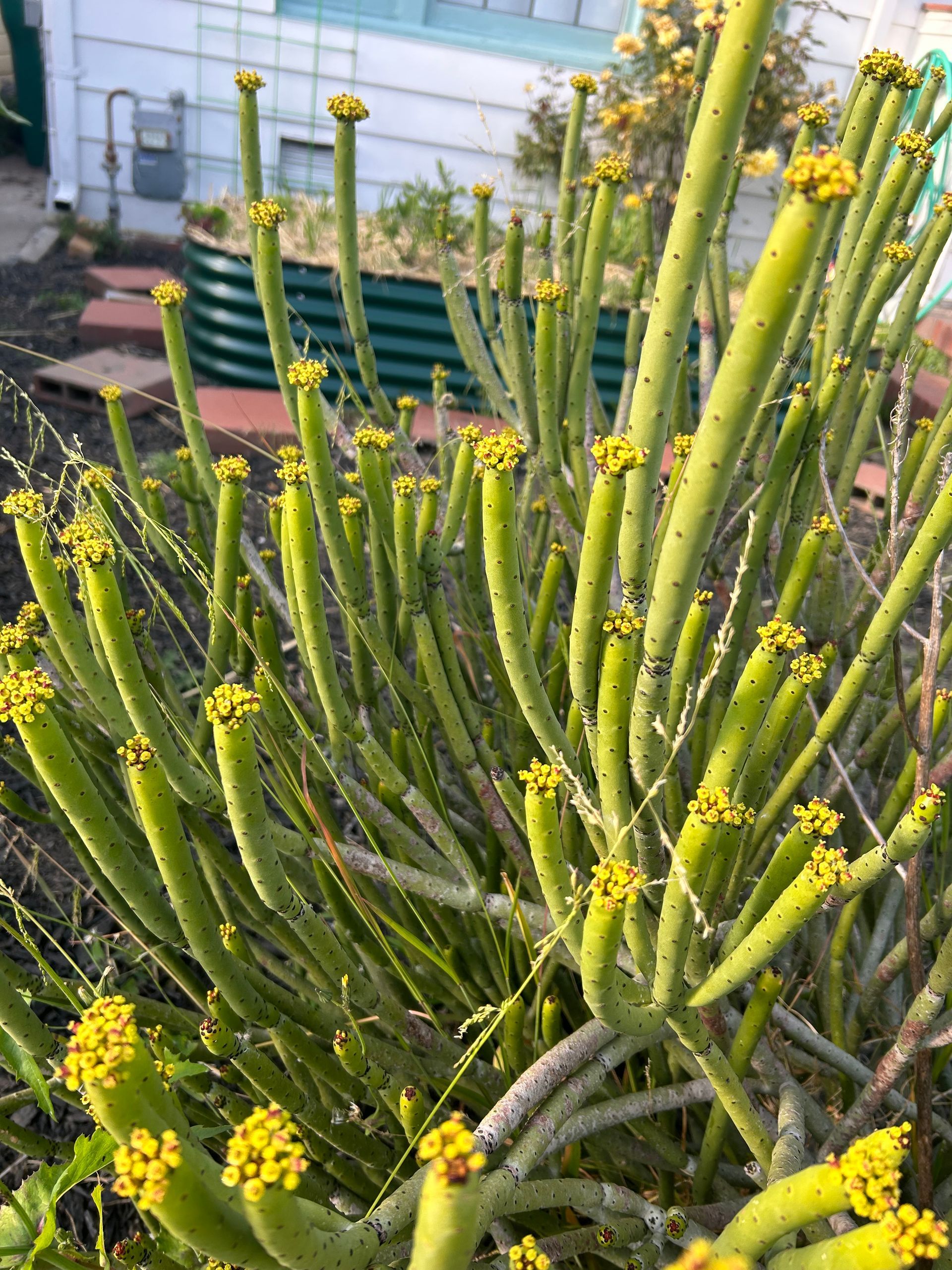 Green succulent plant with yellow flowers in an outdoor garden setting.