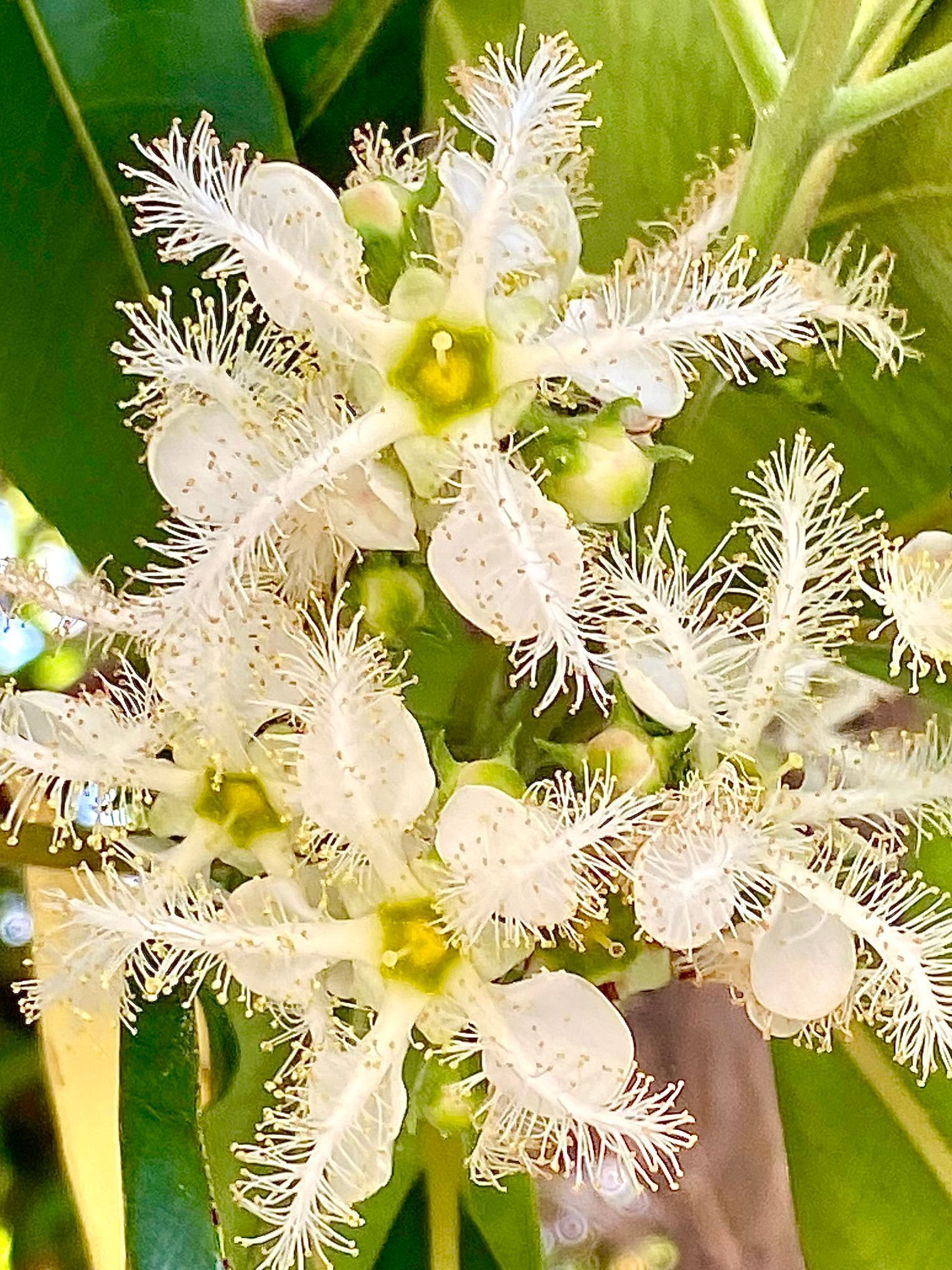 Clusters of white, fringed flowers with yellow centers against green leaves.