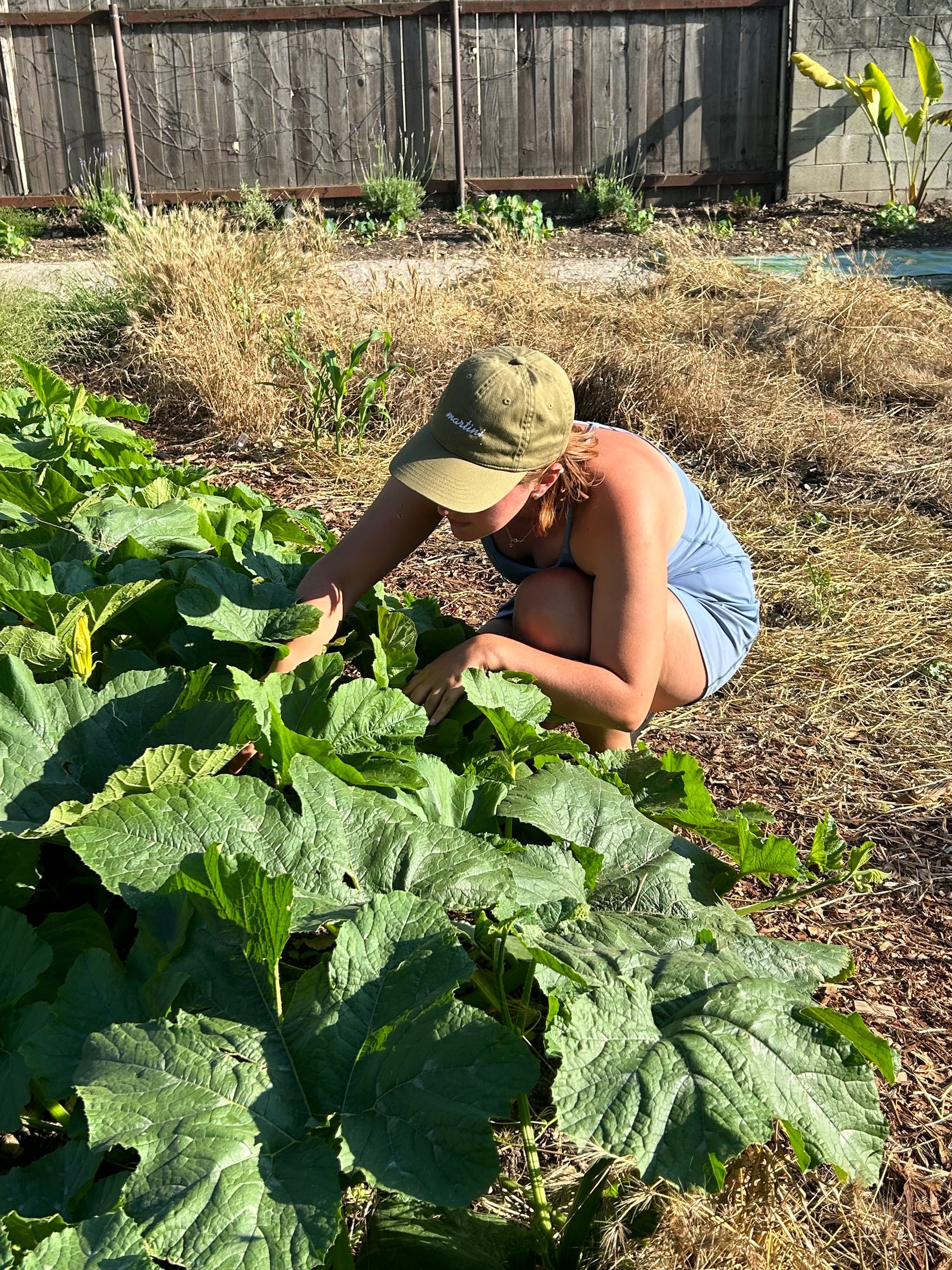Person tending a garden, squatting near large green leaves. Wooden fence and dry vegetation in background.