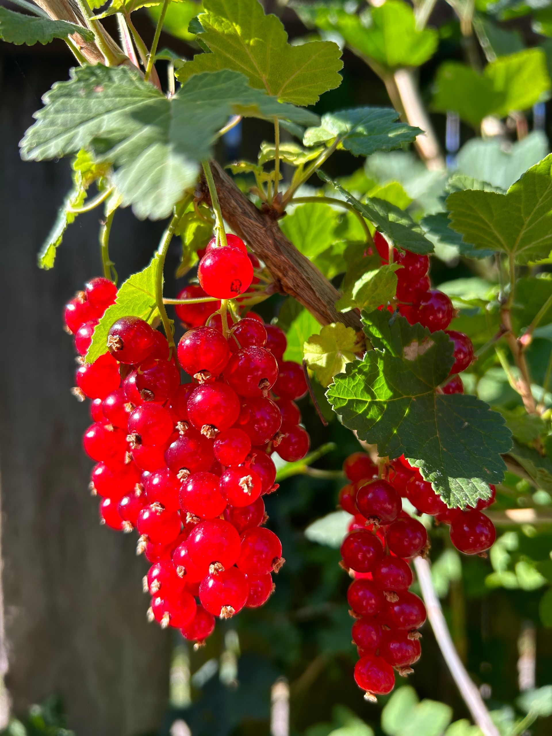 Red currant berries hanging from a leafy branch.