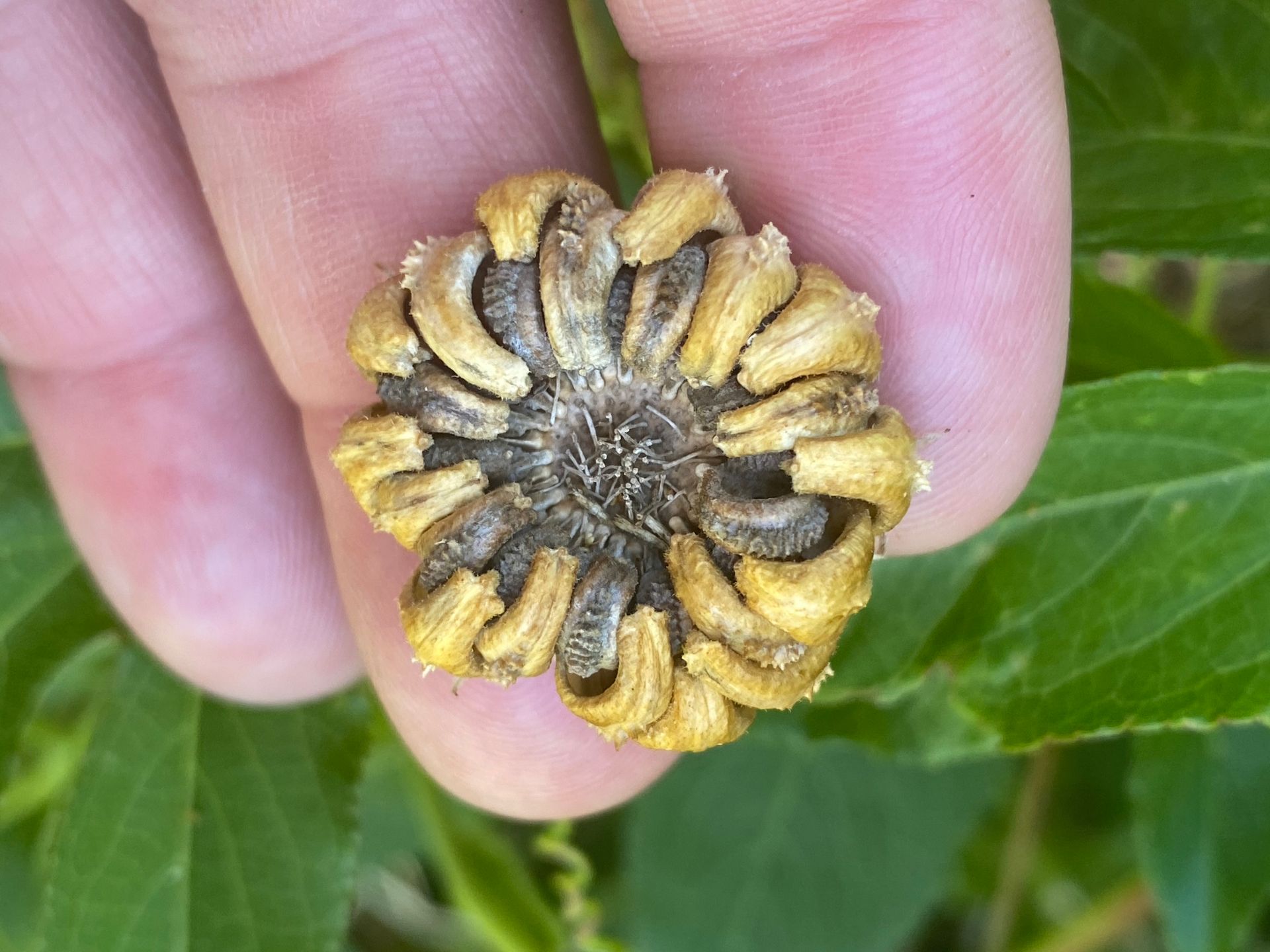 Dried seed head held in a hand, with curved, yellowed petals and a central, brown core.