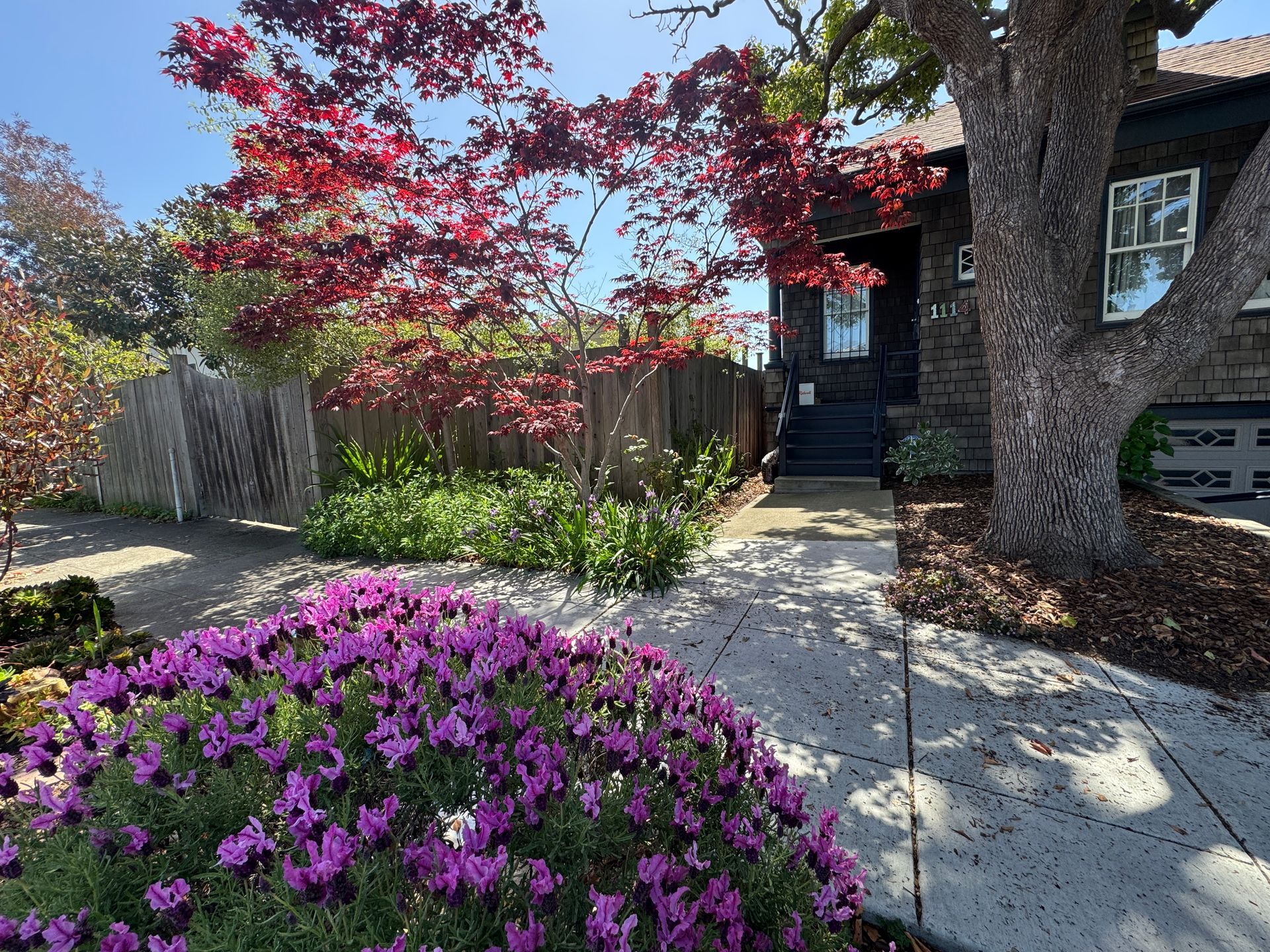 A house with a purple flower bush in the foreground, red-leaved tree, and wooden fence.