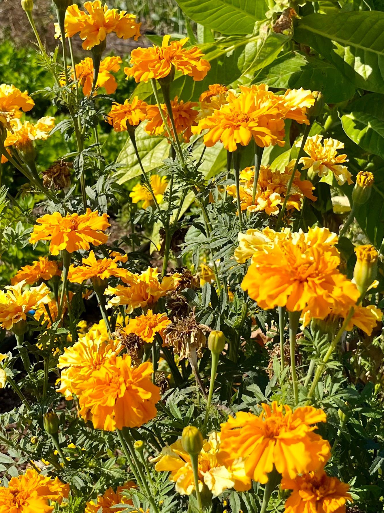 Bright orange marigold flowers in a garden. Green foliage surrounds the blooms, lit by sunlight.