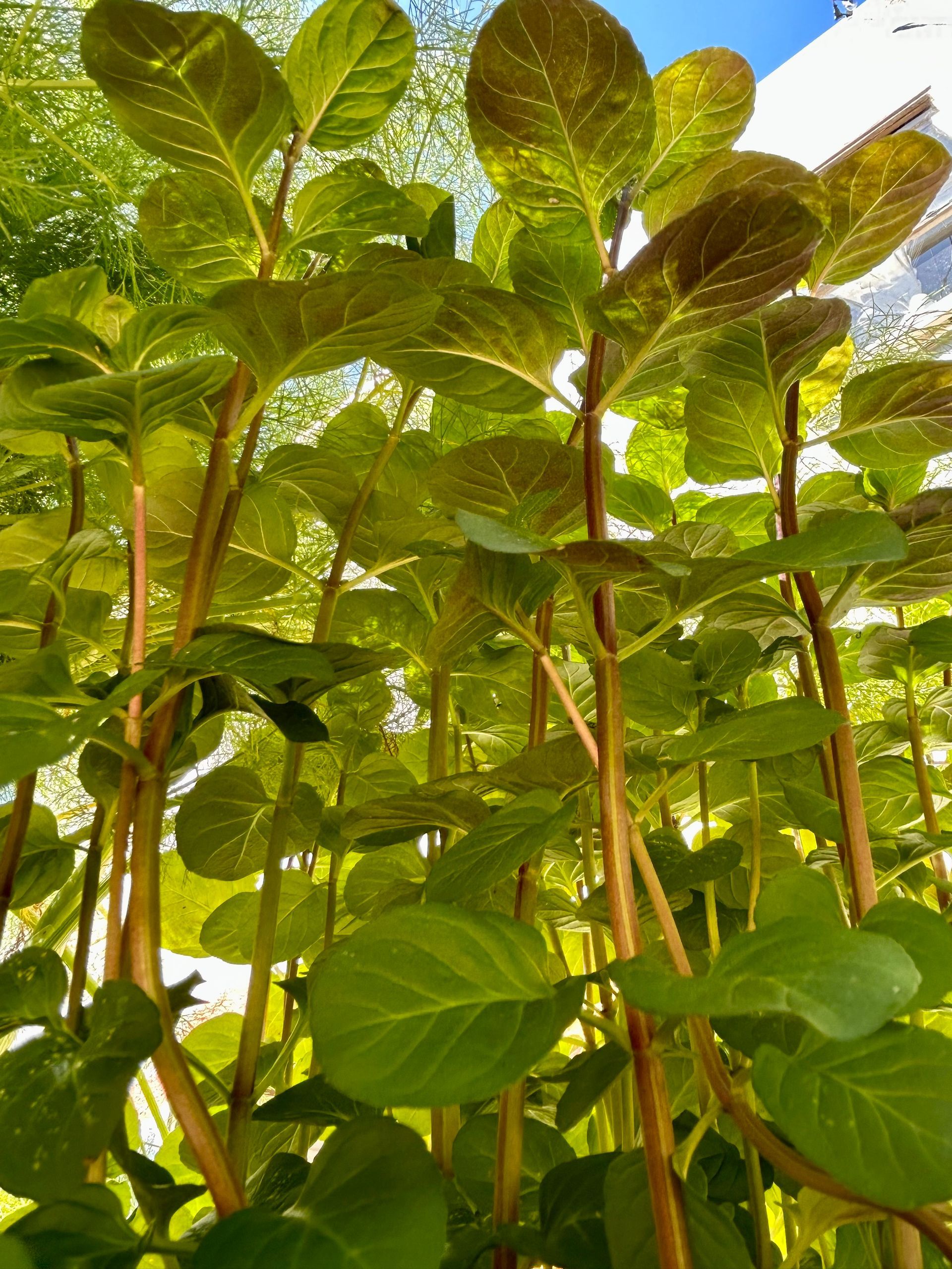 Green hydrangea plants with brown stems, viewed from a low angle.