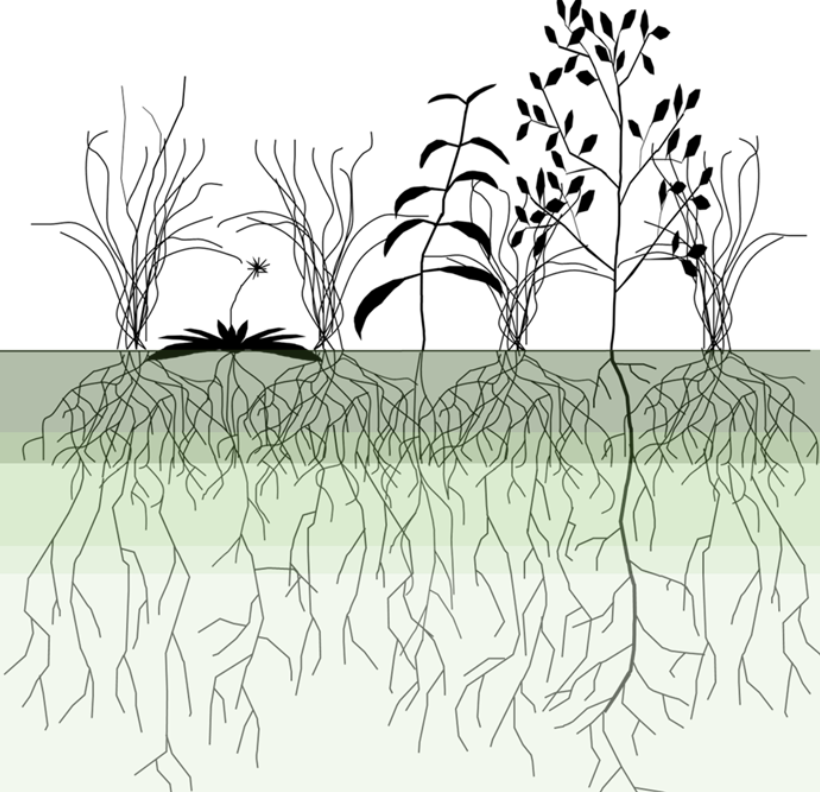Illustration of various plants with root systems underground.