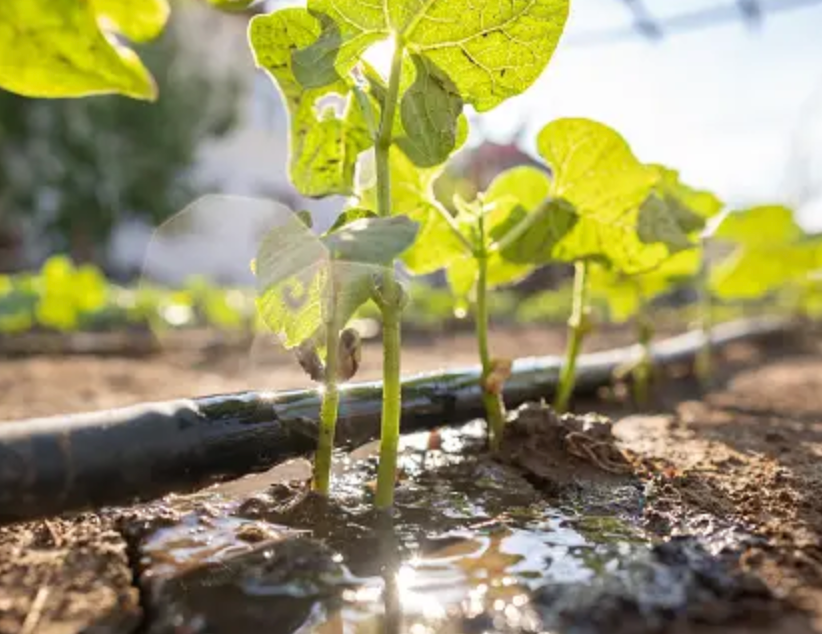 Young plants sprouting in a garden, with water droplets, and a black irrigation hose.