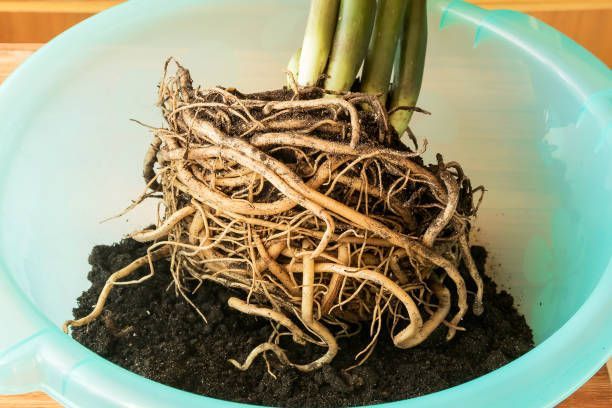 Plant roots in a blue bowl with soil, being transplanted.