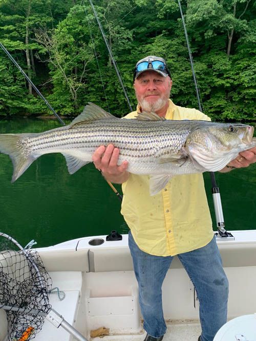 Man holding a large striped fish on a boat with green forested shoreline behind him.