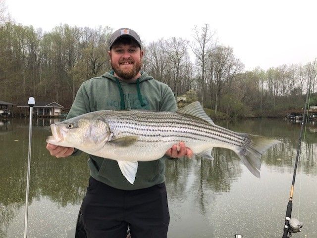 Man holding a large striped bass beside a calm lake on an overcast day