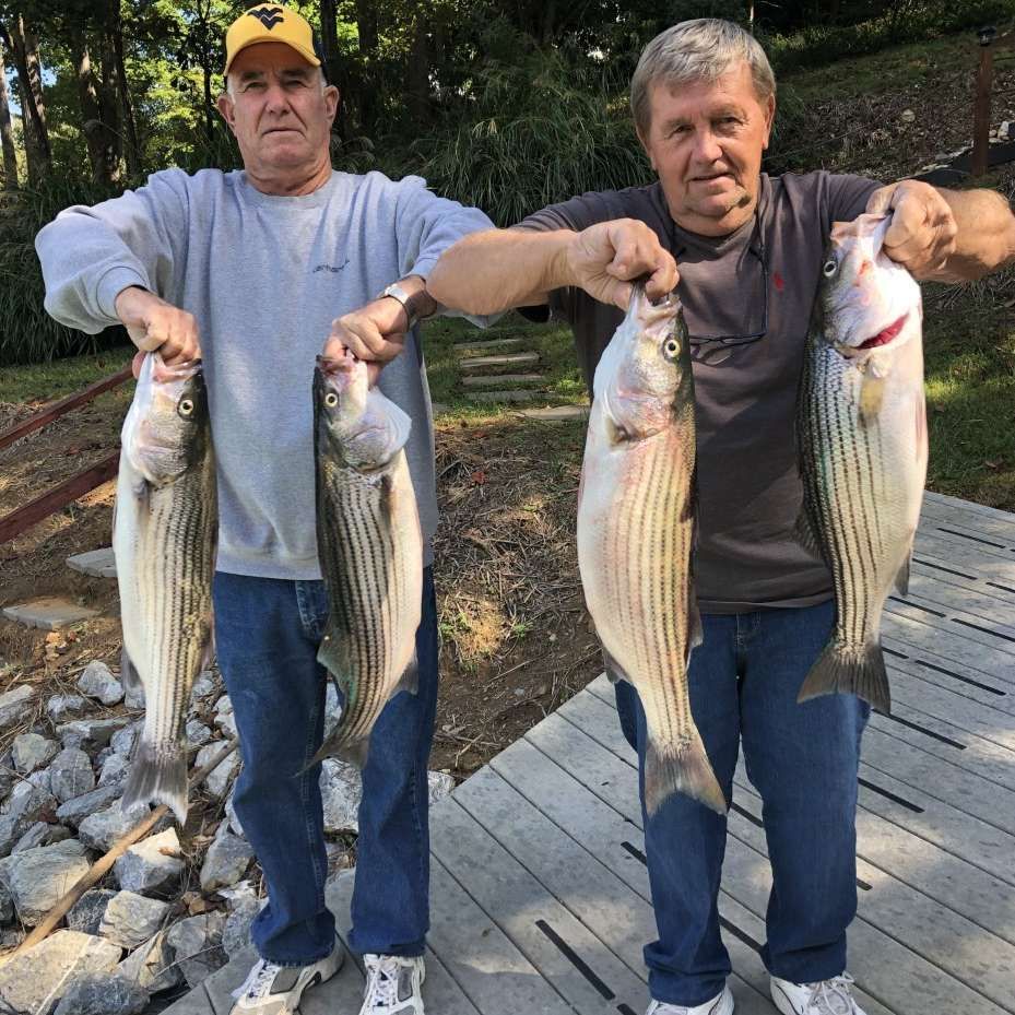 Two men holding up several large striped fish on a dock outdoors