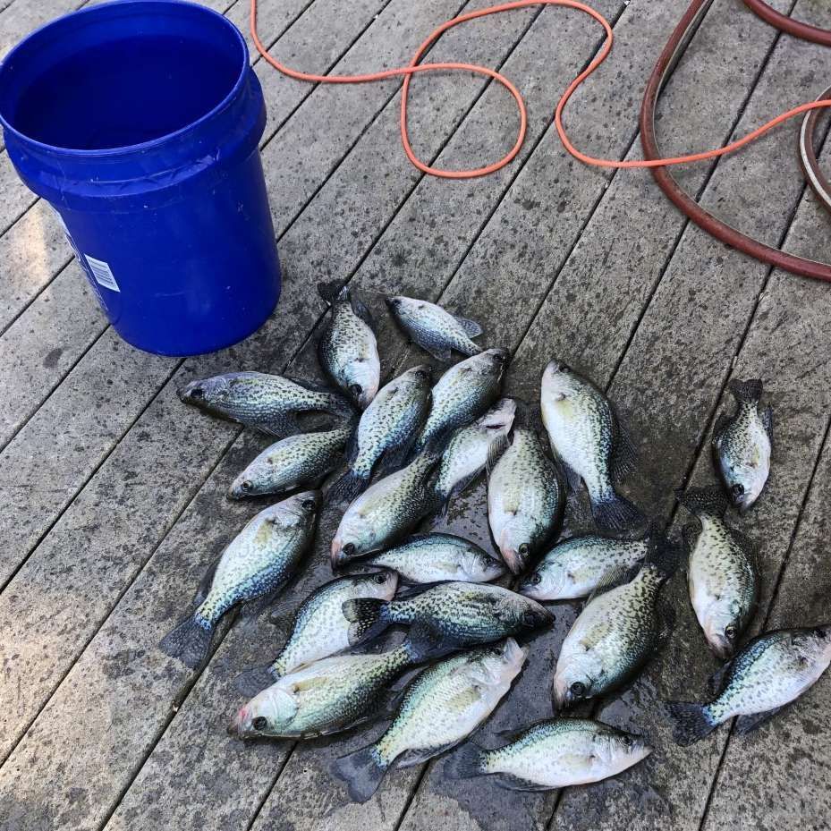 Blue bucket beside a pile of freshly caught fish on a wooden dock, with an orange hose in the background