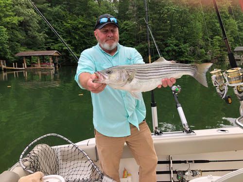 Man in a blue shirt holding a large striped fish on a boat beside a green lake and forested shore