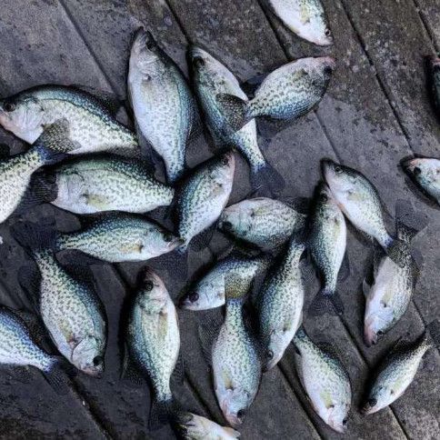 Pile of silver fish scattered on a weathered wooden deck