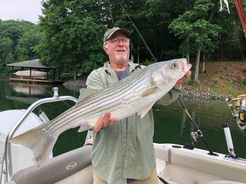 Man holding a large striped bass on a boat by a wooded lakeshore