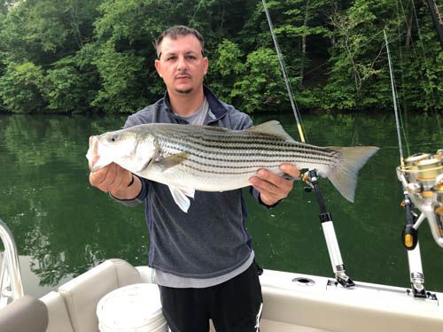 Man holding a striped fish on a boat beside a calm green lake and forested shore