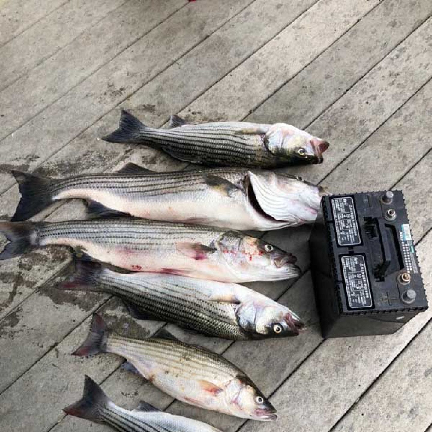 Five striped fish laid on weathered wooden boards beside a black battery.