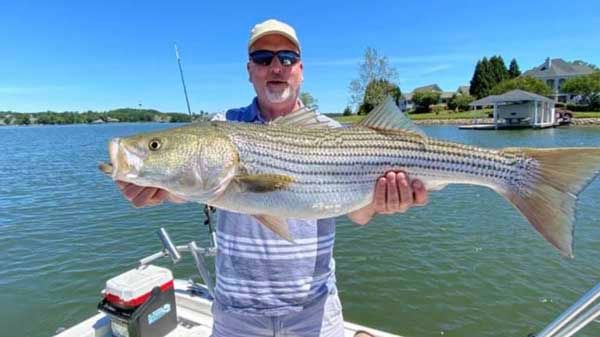 Man on a boat holding a large striped fish on a sunny lake