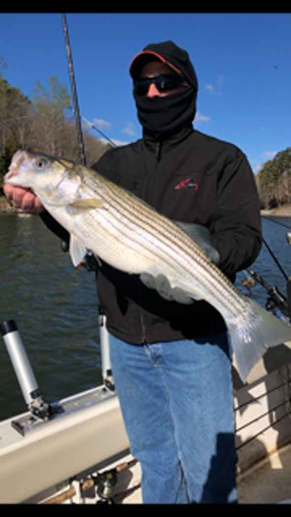 Person in black hoodie and face covering holds a large striped fish on a boat under a clear blue sky