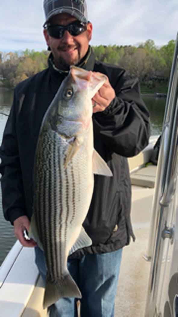 Angler holding a large striped bass on a boat, wearing sunglasses and a cap.