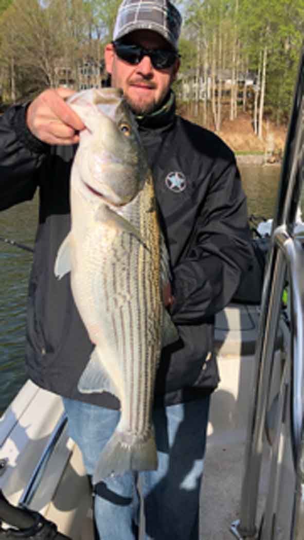 Person holding a large striped fish on a boat near a wooded shoreline