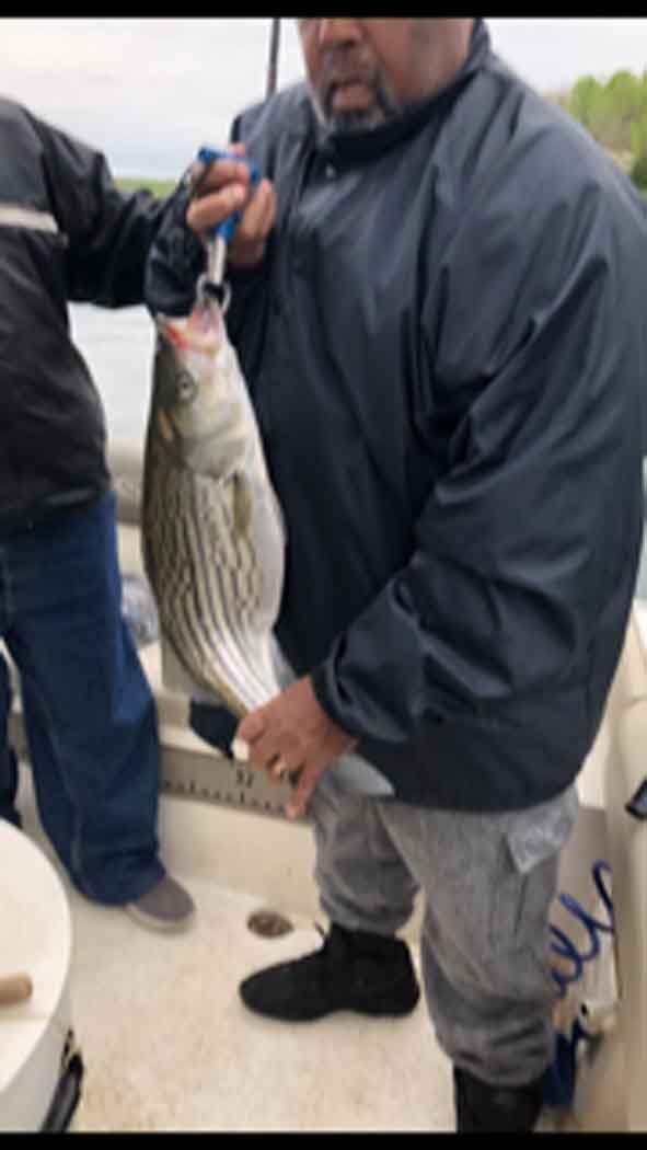 Person on a boat holding up a large striped fish by the gills