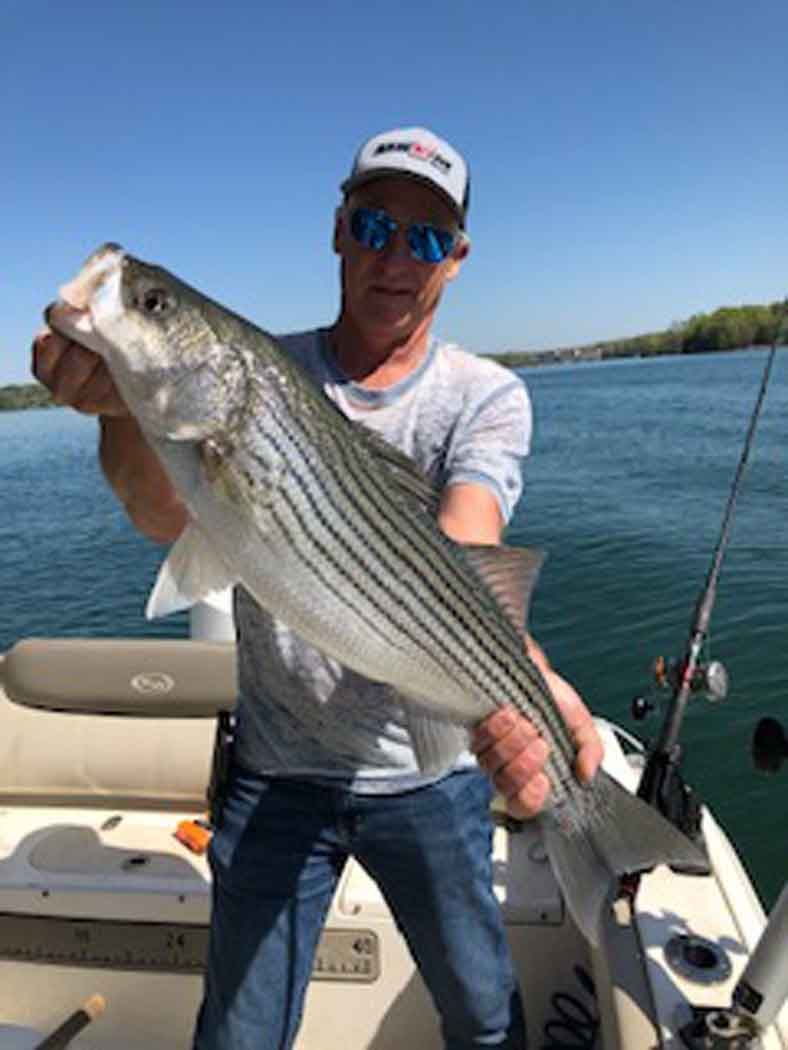 Angler on a boat holding a large striped fish on a sunny lake.