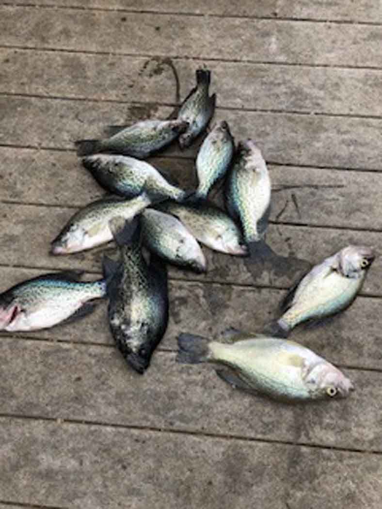 Several fish lying on a wooden deck, likely freshly caught