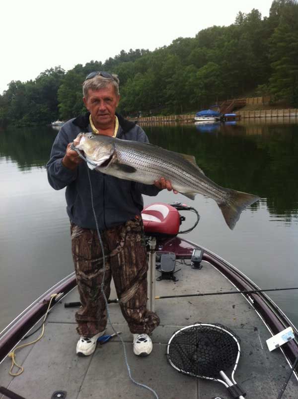Angler holding a large striped fish on a boat on a calm lake, with forested shore in the background