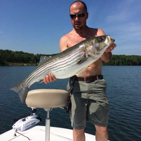 Man standing on a boat holding a large striped fish on a sunny lake