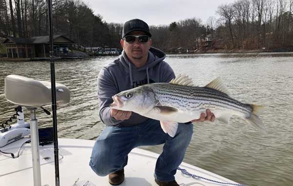 Person on a boat holding a large striped bass on a cloudy lake.