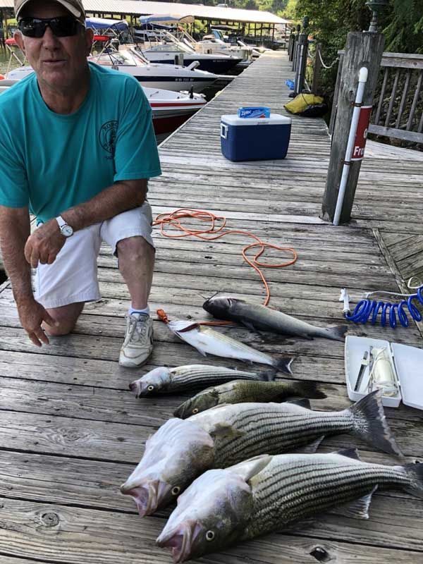 Person kneeling on a dock beside several large striped fish and boating gear in a marina