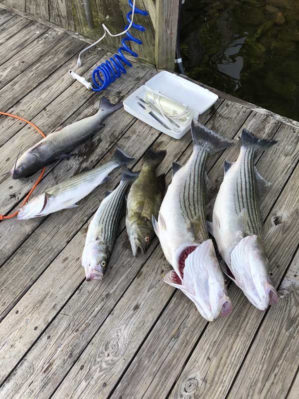 Five fish laid out on a weathered dock beside a tackle box and blue rope