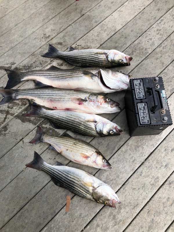 Six striped fish and a black tackle box laid out on a weathered wooden deck.
