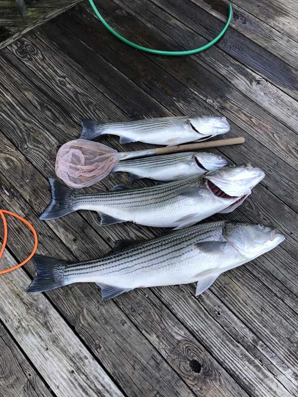 Four silver fish laid on a weathered wooden deck, with orange and green hose loops nearby