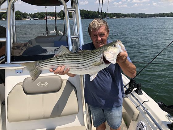 Man on a boat holding a large striped fish over the deck on a sunny lake.