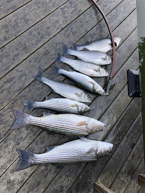 Six striped fish laid out on a wooden deck, likely a fresh catch.