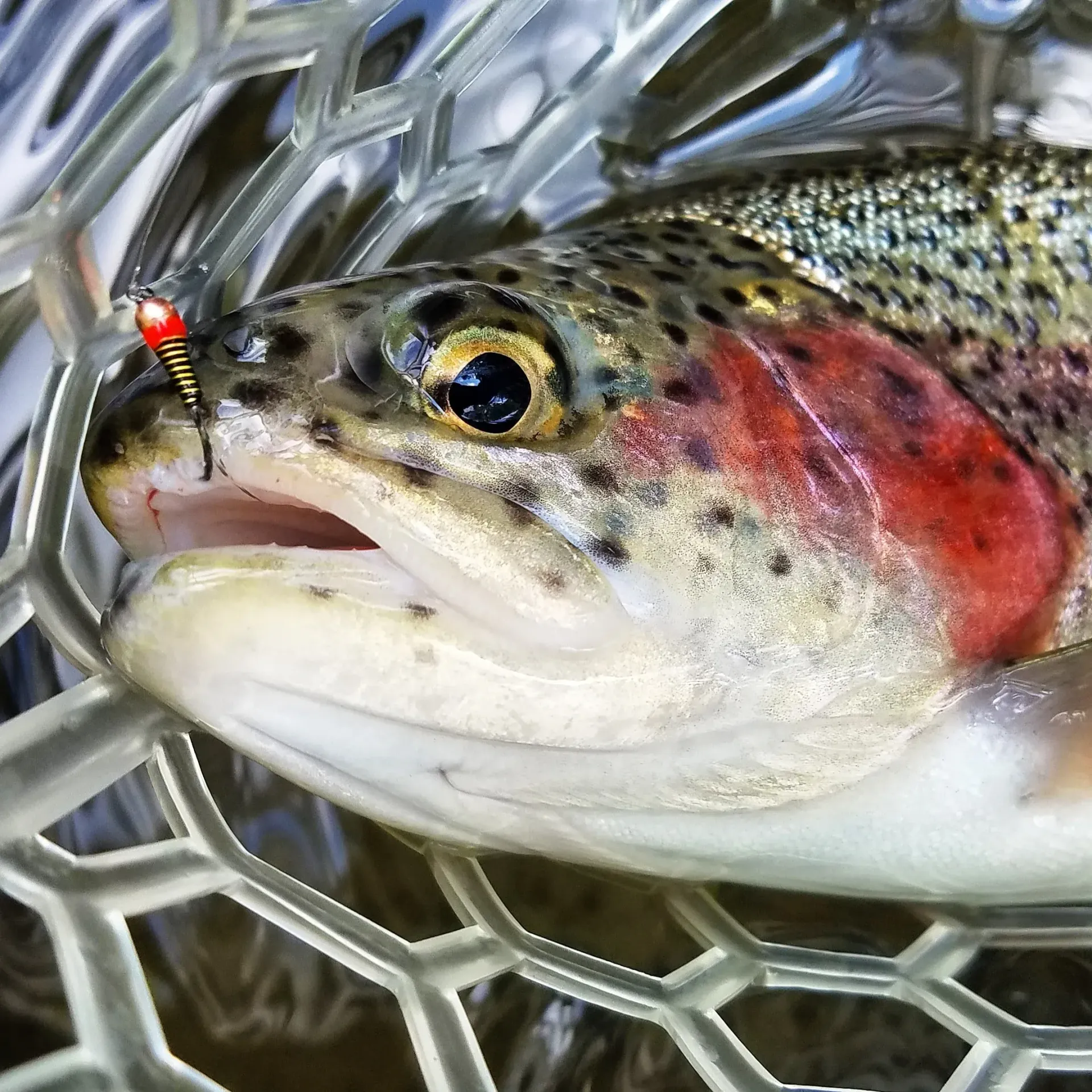 Rainbow trout caught in a net, with a fly in its mouth, showing vibrant colors.