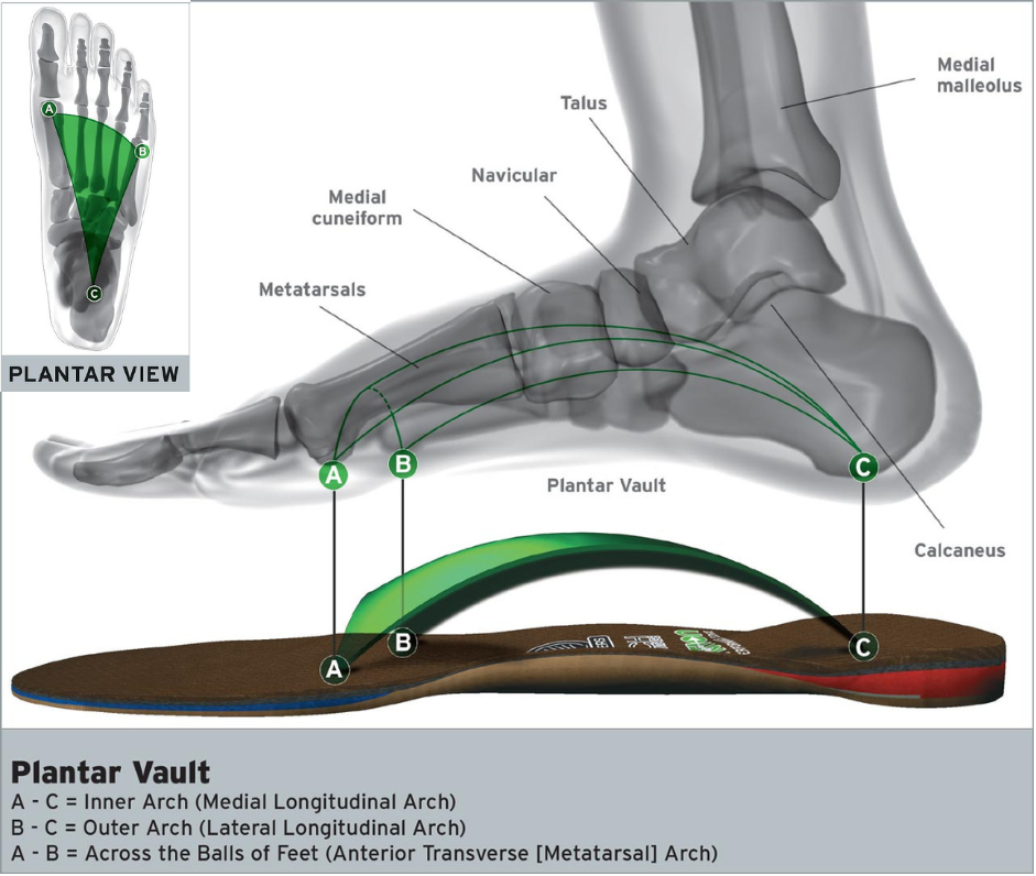 Graphics Of Foot Heath Advice — Trinity Family Chiropractic In Cairns, QLD