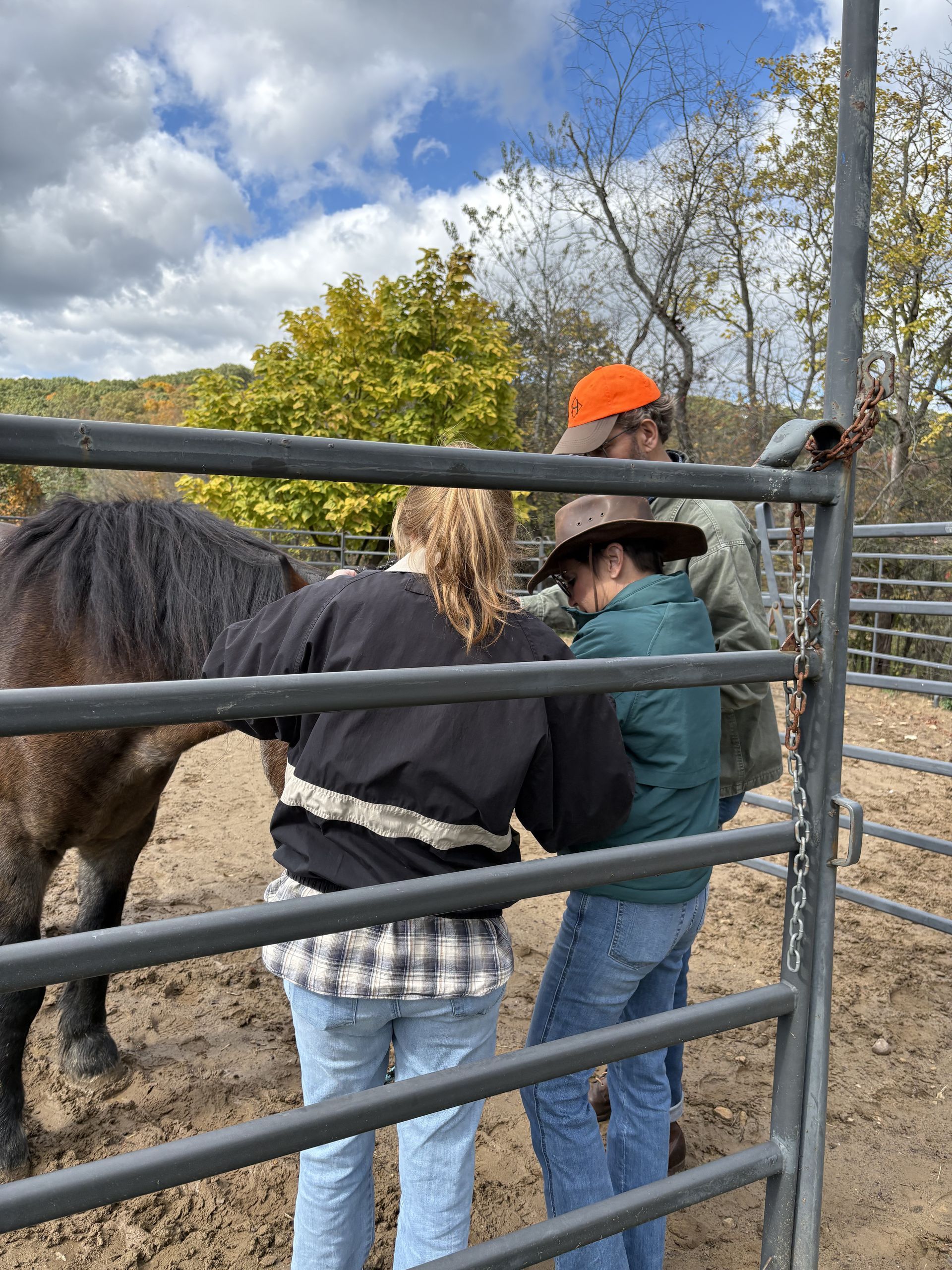 Three people interacting with a dark horse in a pen on a sunny day.