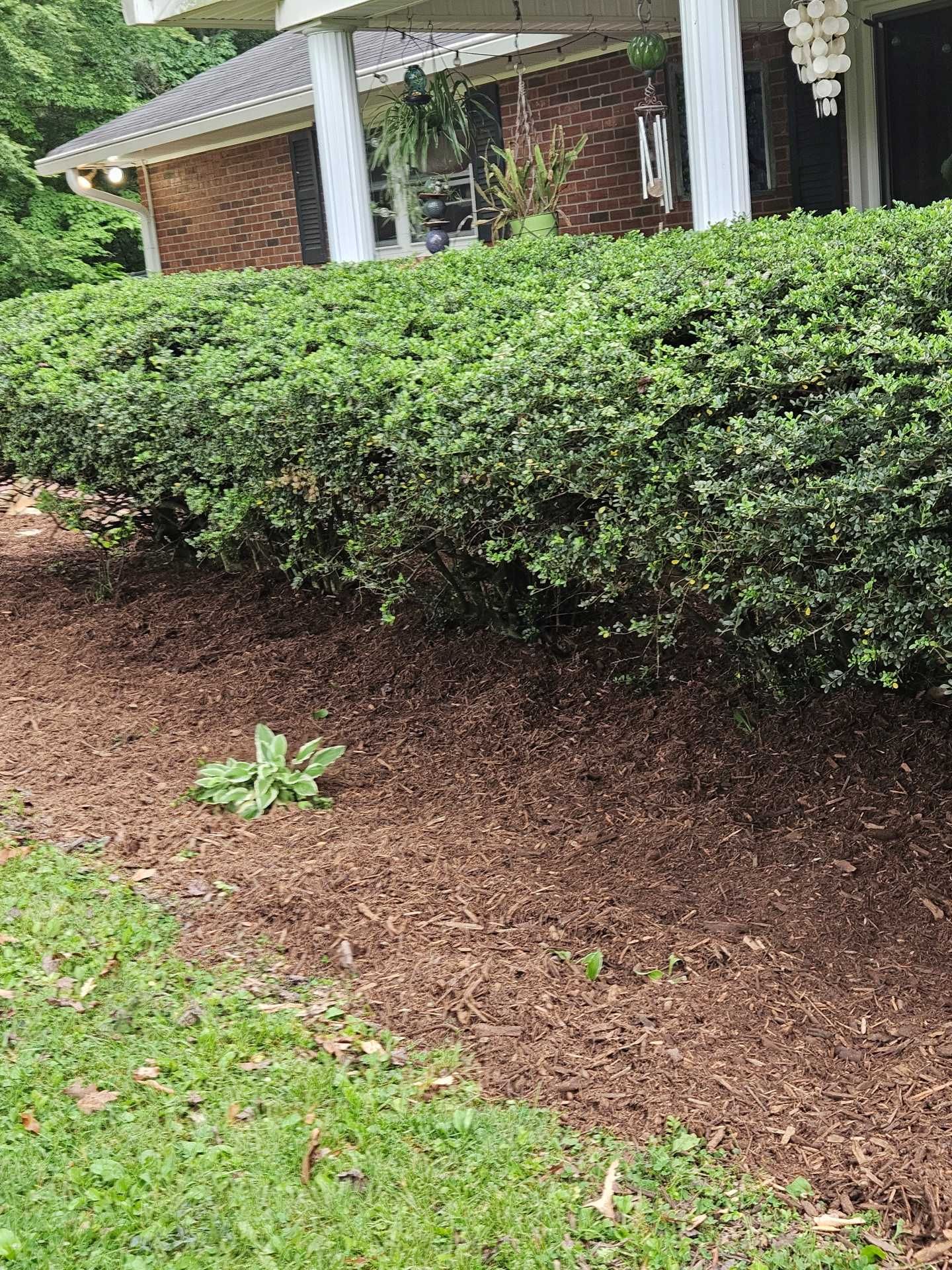 Trimmed hedge along a house front with bare mulch bed and a small green plant in the foreground