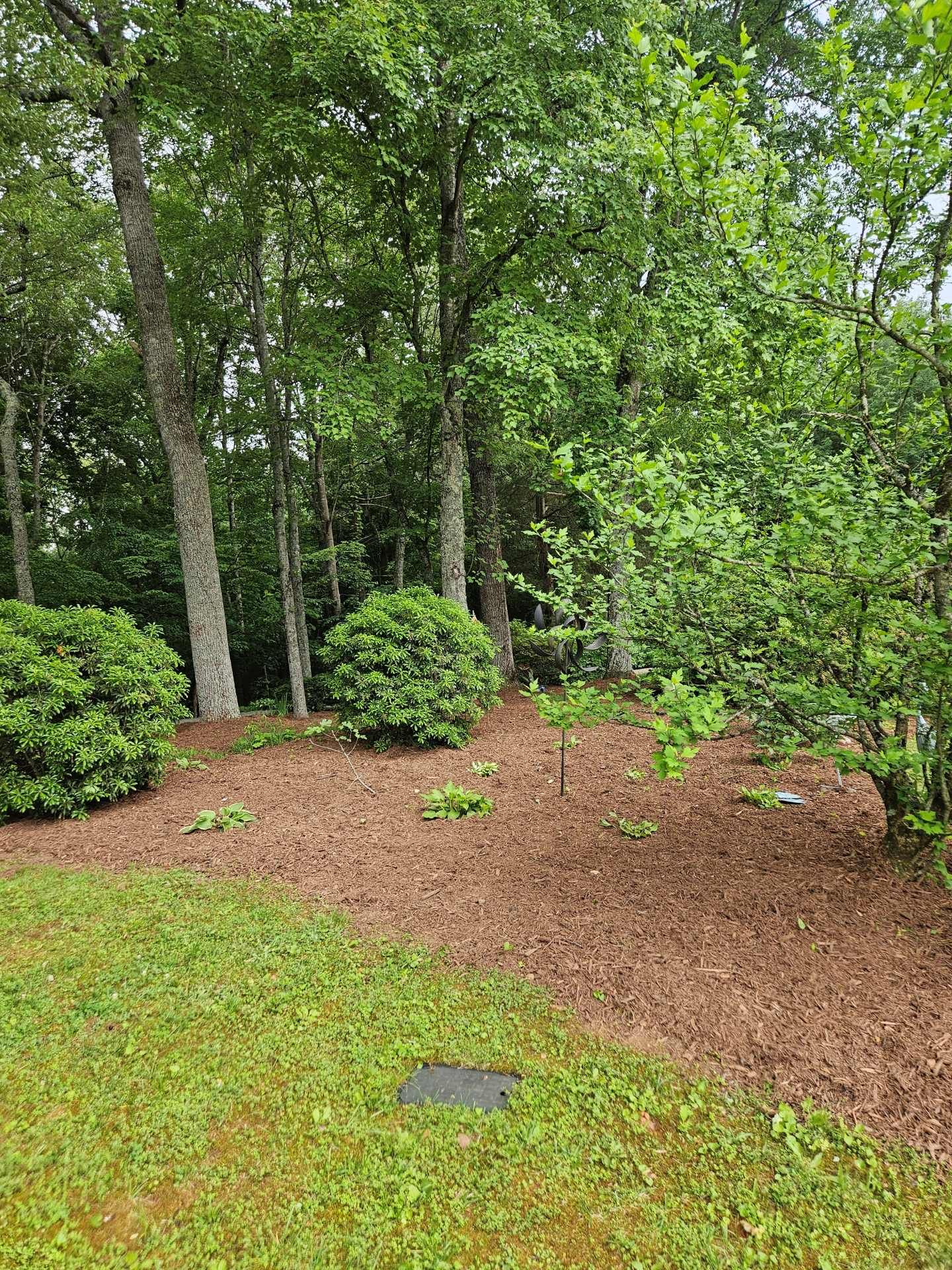 Wooded backyard with a mulched garden bed, green lawn, and dense trees after rain