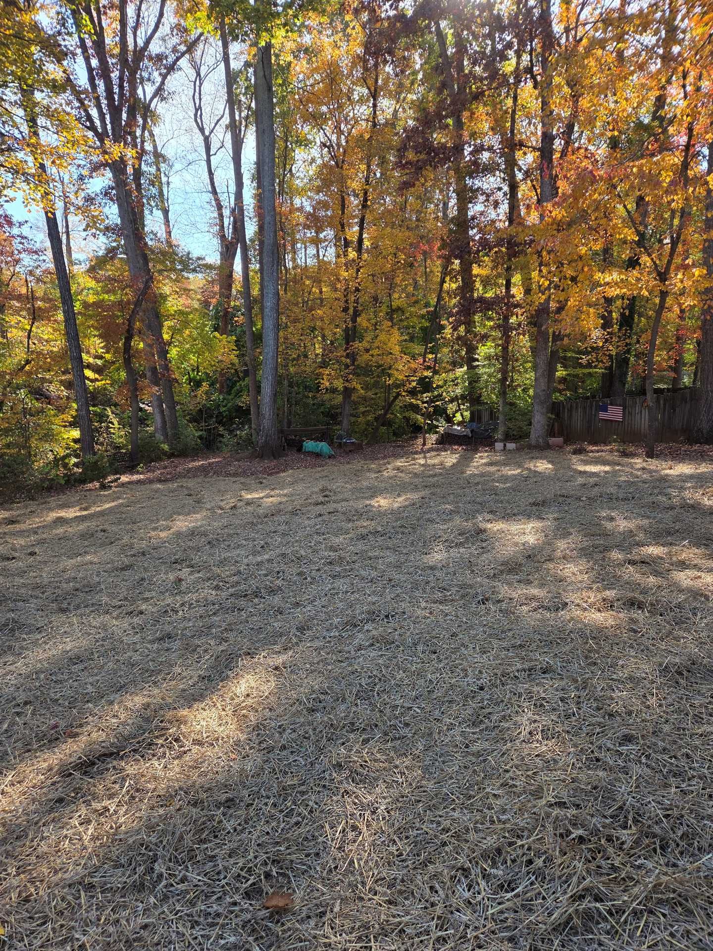 Wooded clearing with dry leaves and tall autumn trees in warm sunlight