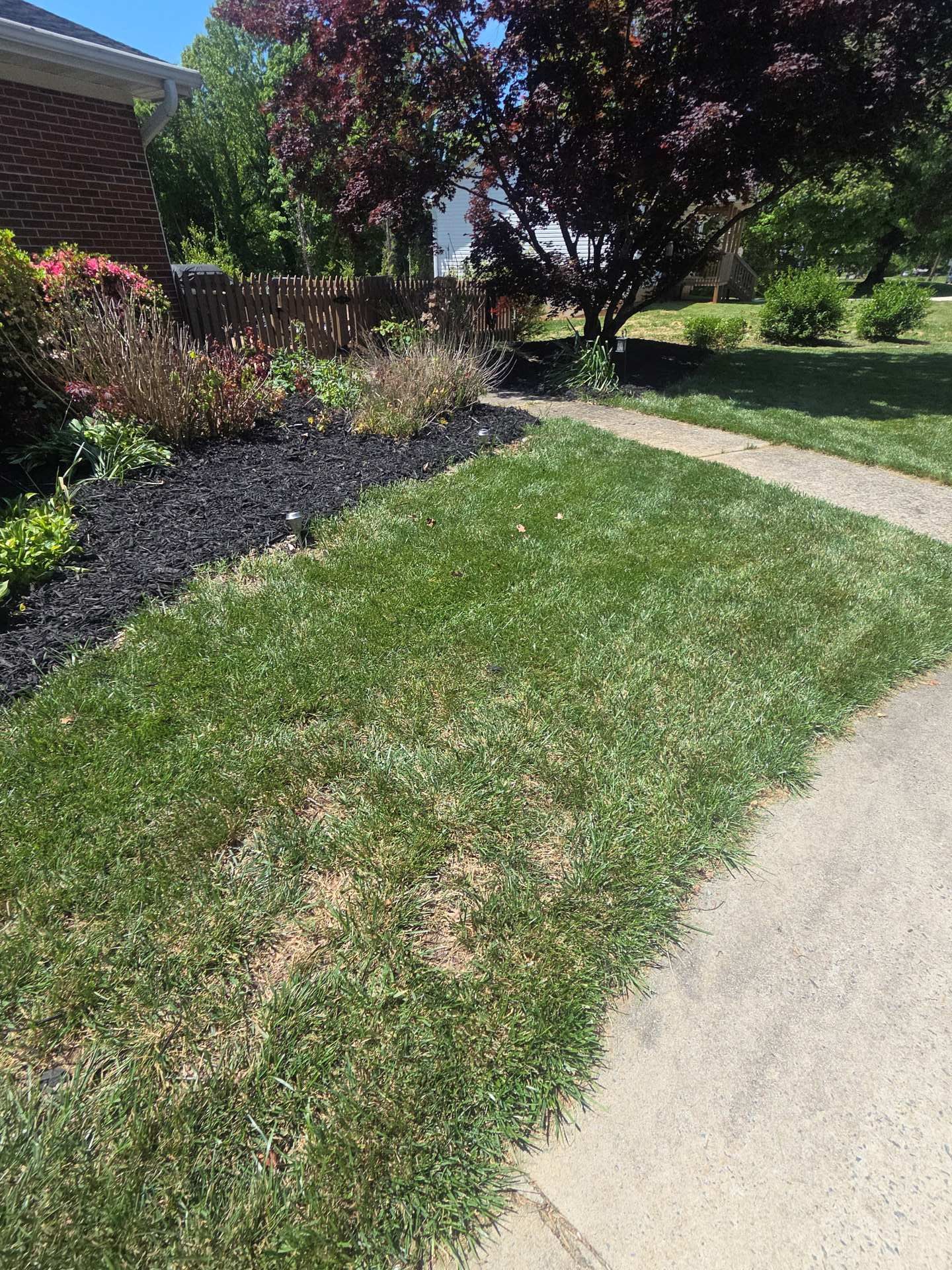 Front yard lawn with mulch bed, flowering bushes, and a concrete walkway beside a house.