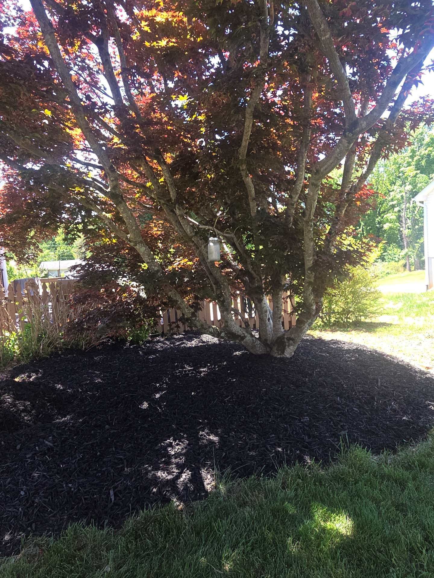Mulched tree bed with a burgundy-leaved ornamental tree beside a green lawn in bright sunlight